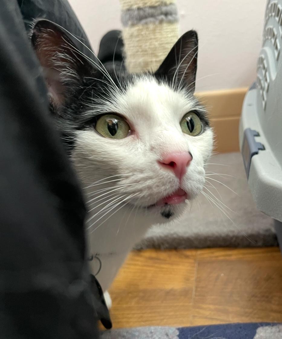 Milo, an adoptable Domestic Short Hair in Fayetteville, AR, 72701 | Photo Image 1