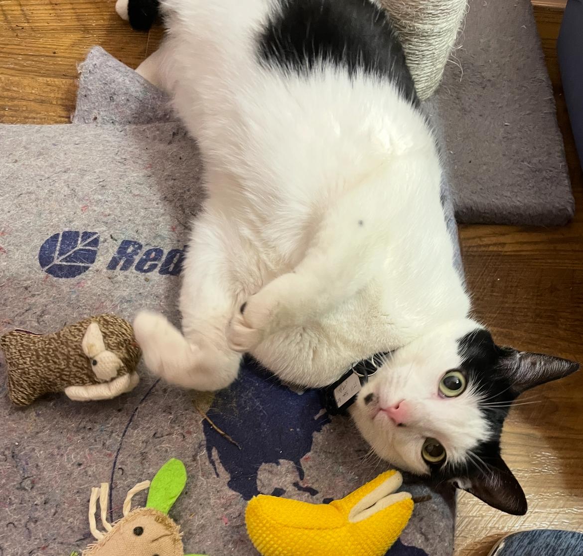 Enlarge Milo, a Adoptable Domestic Short Hair in Fayetteville, AR image 5/5