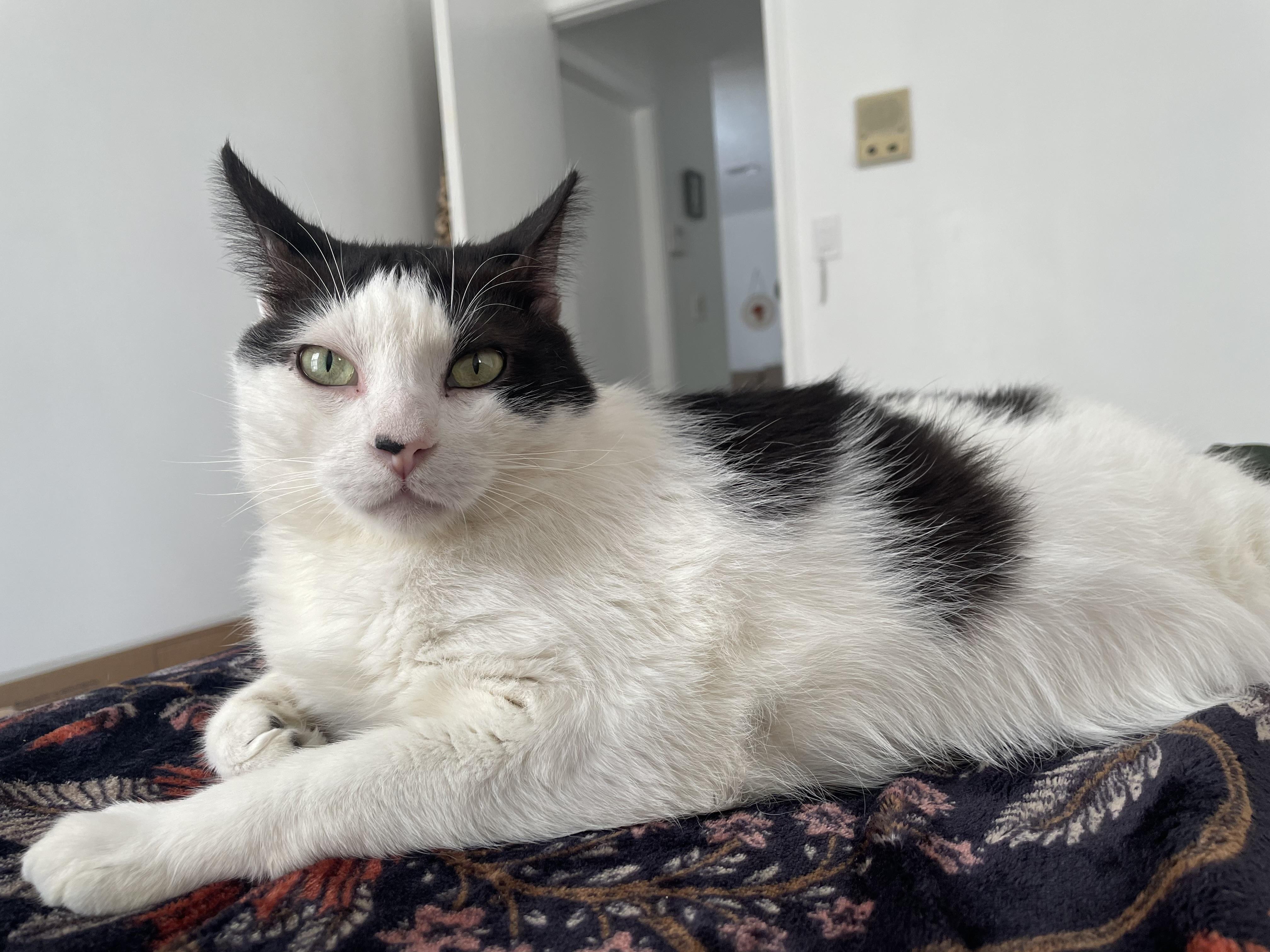 Milo, a Adoptable Domestic Short Hair in Parkland, FL image 1/6