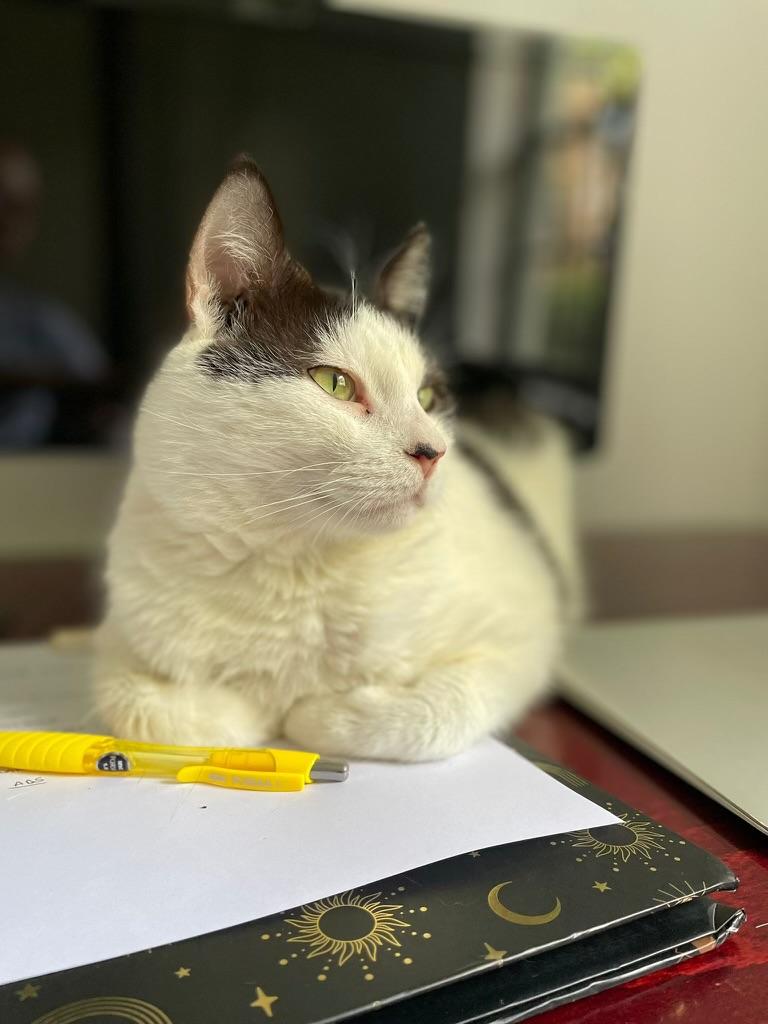 Milo, a Adoptable Domestic Short Hair in Parkland, FL image 3/6