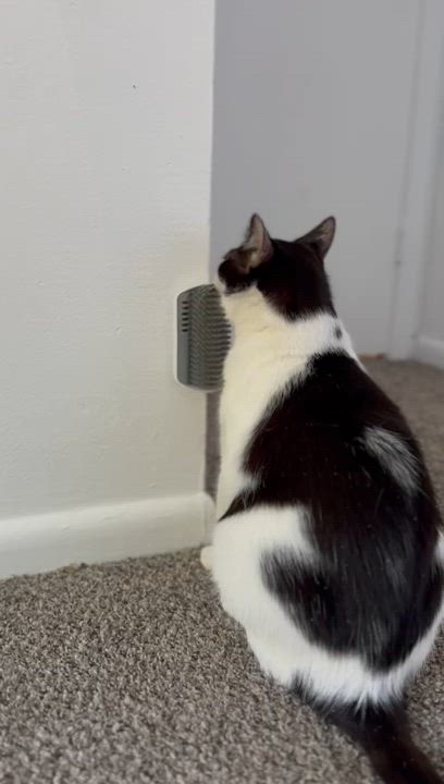 Enlarge Milo, a Adoptable Domestic Short Hair in Parkland, FL video 2/6