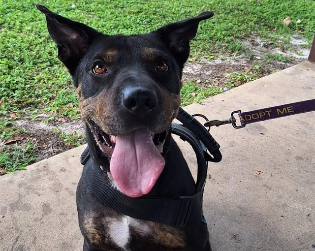 Enlarge KEIRA, a Adoptable mixed breed in Ocala, FL image 1/1