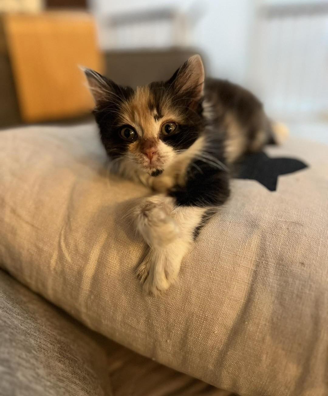 Enlarge Lululemon, an adopted Calico in Santa Monica, CA image 2/3