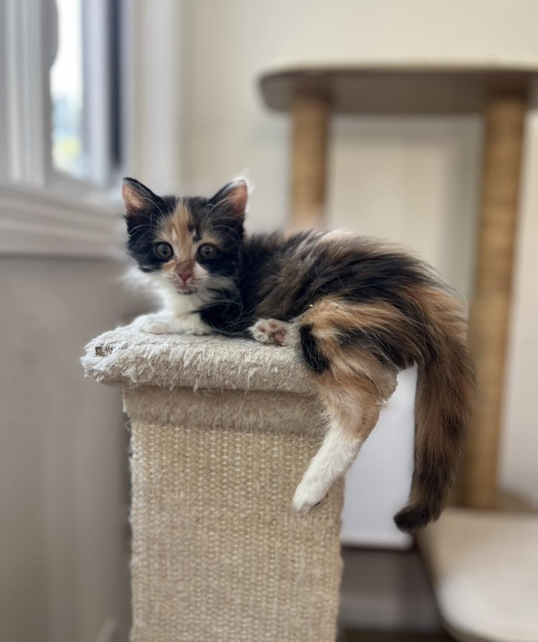 Lululemon, adopted, Kitten Female Calico.