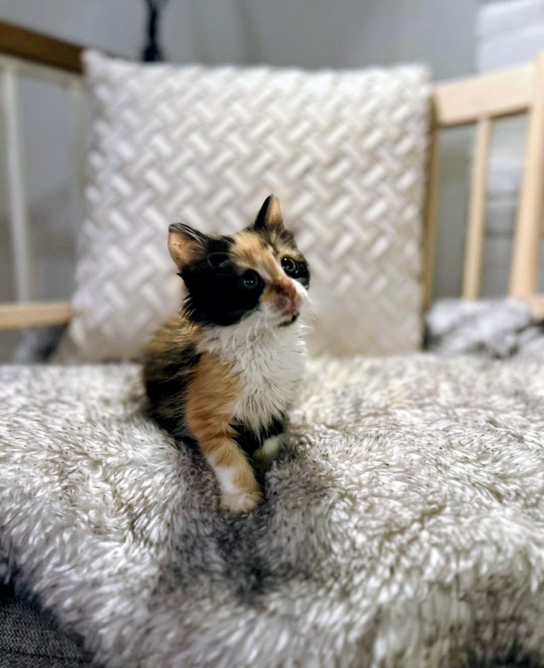 Enlarge Lululemon, an adopted Calico in Santa Monica, CA image 3/3