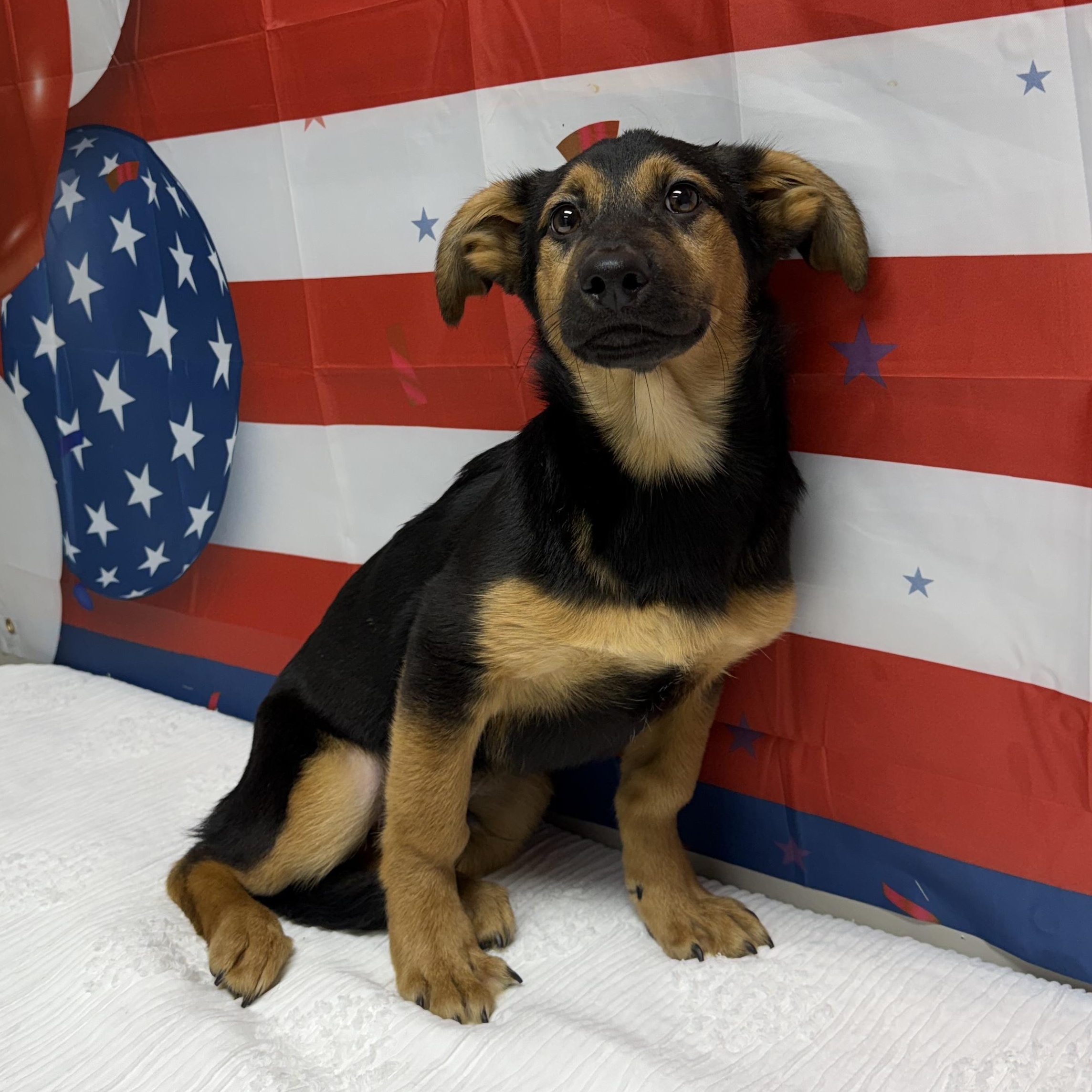 Yamaha, adopted, Young Male German Shepherd Dog & Basset Hound.