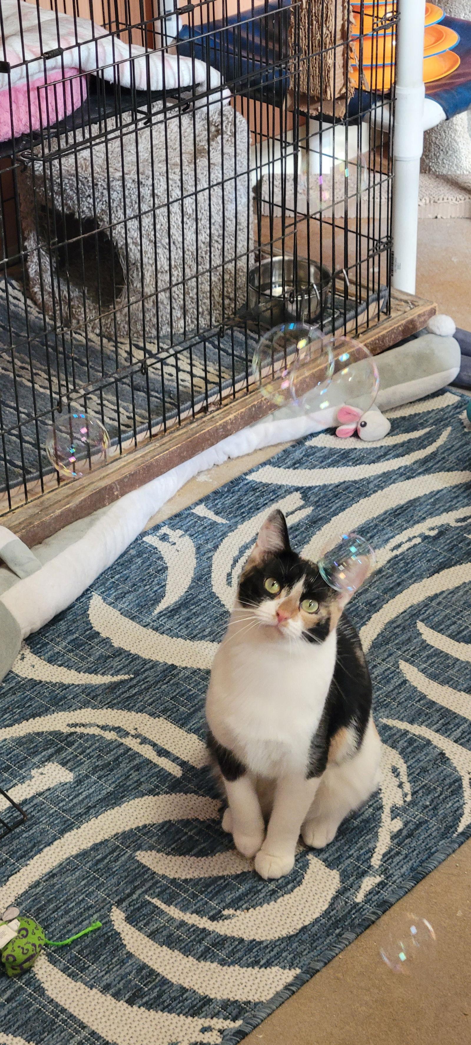 Honey, Adoptable, Adult Female Domestic Short Hair.