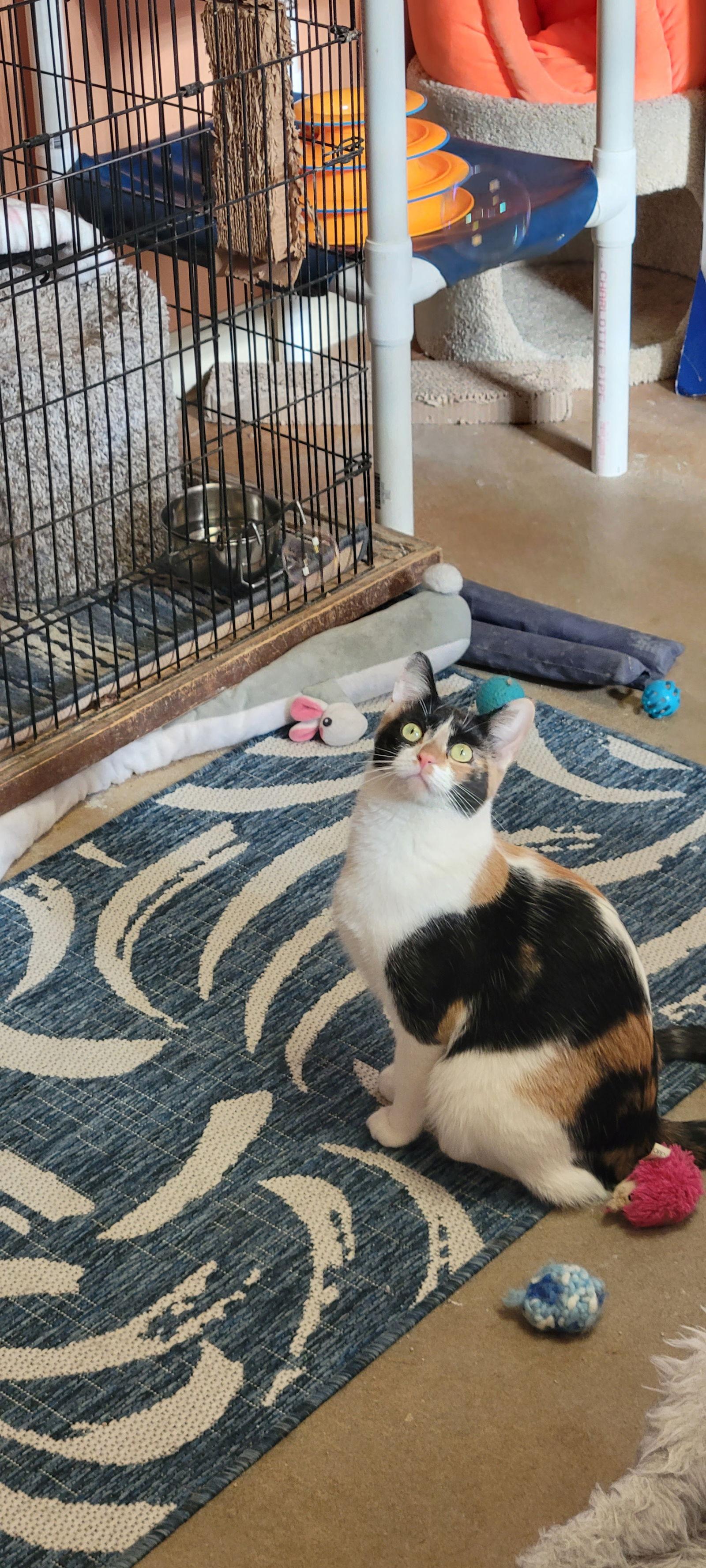 Honey, a Adoptable Domestic Short Hair in Eureka, MO image 2/3