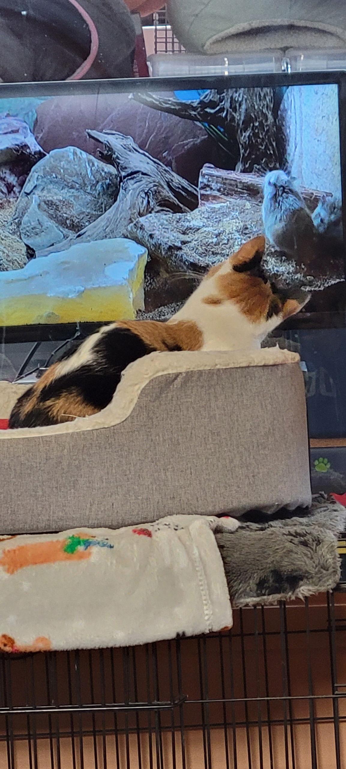 Honey, a Adoptable Domestic Short Hair in Eureka, MO image 3/3