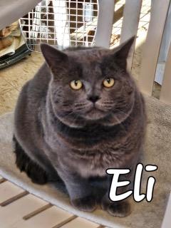 Eli, ADOPTABLE, Adult Male Domestic Short Hair.