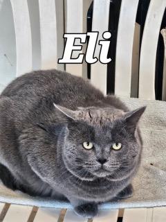 Enlarge Eli, a ADOPTABLE Domestic Short Hair in Middletown, CT image 2/4