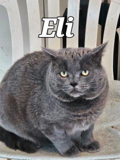 Enlarge Eli, a ADOPTABLE Domestic Short Hair in Middletown, CT image 3/4