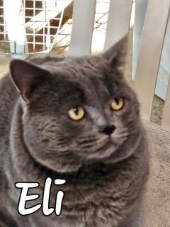 Enlarge Eli, a ADOPTABLE Domestic Short Hair in Middletown, CT image 4/4
