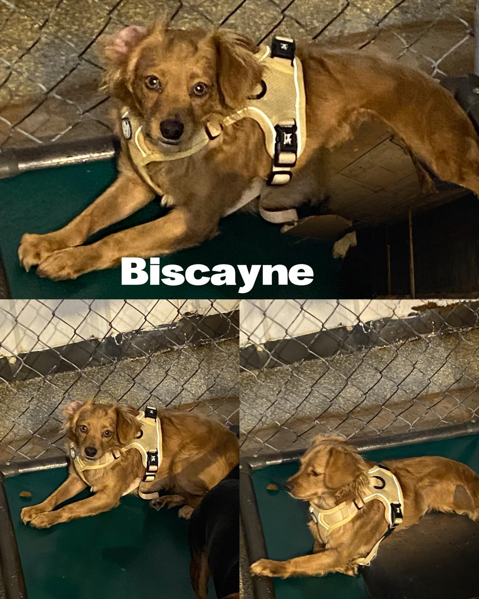 Biscayne, a Adoptable Chiweenie in Saint James, MO image 1/2