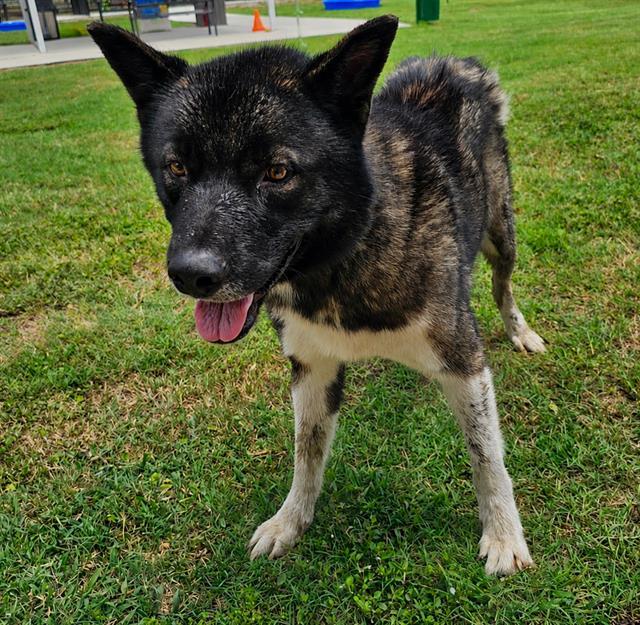 Enlarge JEEP, a Adoptable mixed breed in Winter Haven, FL image 1/1
