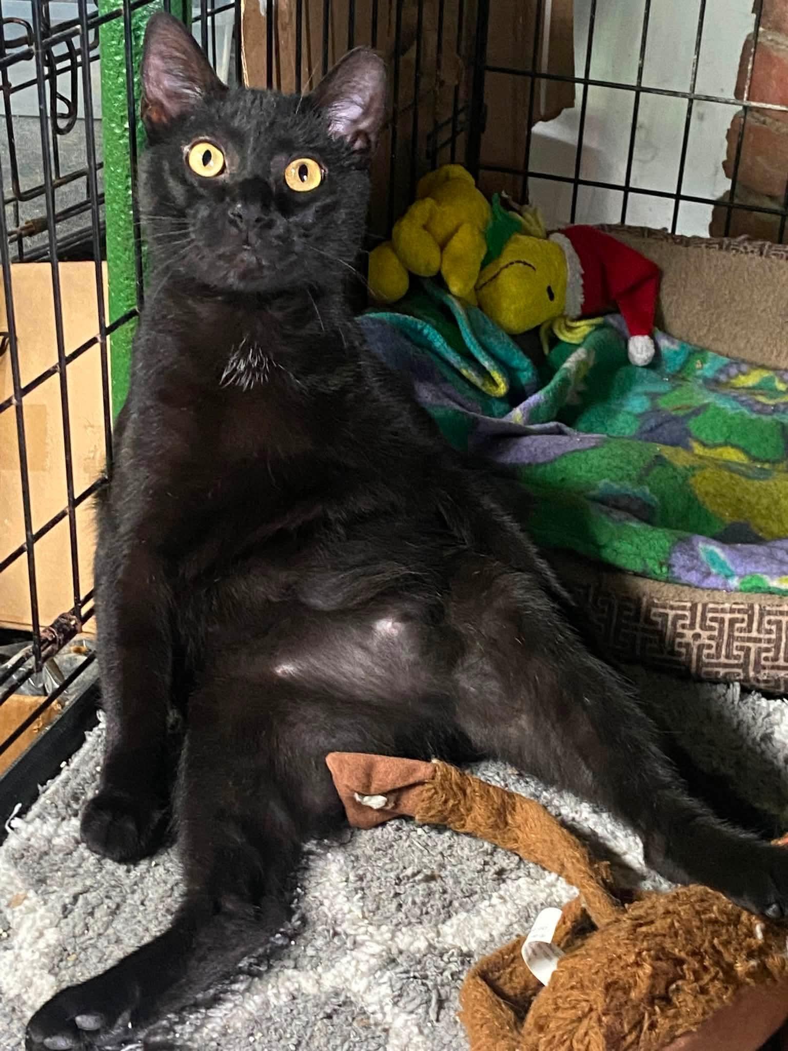 Crowy, a ADOPTABLE mixed breed in Brownsville, PA image 2/5