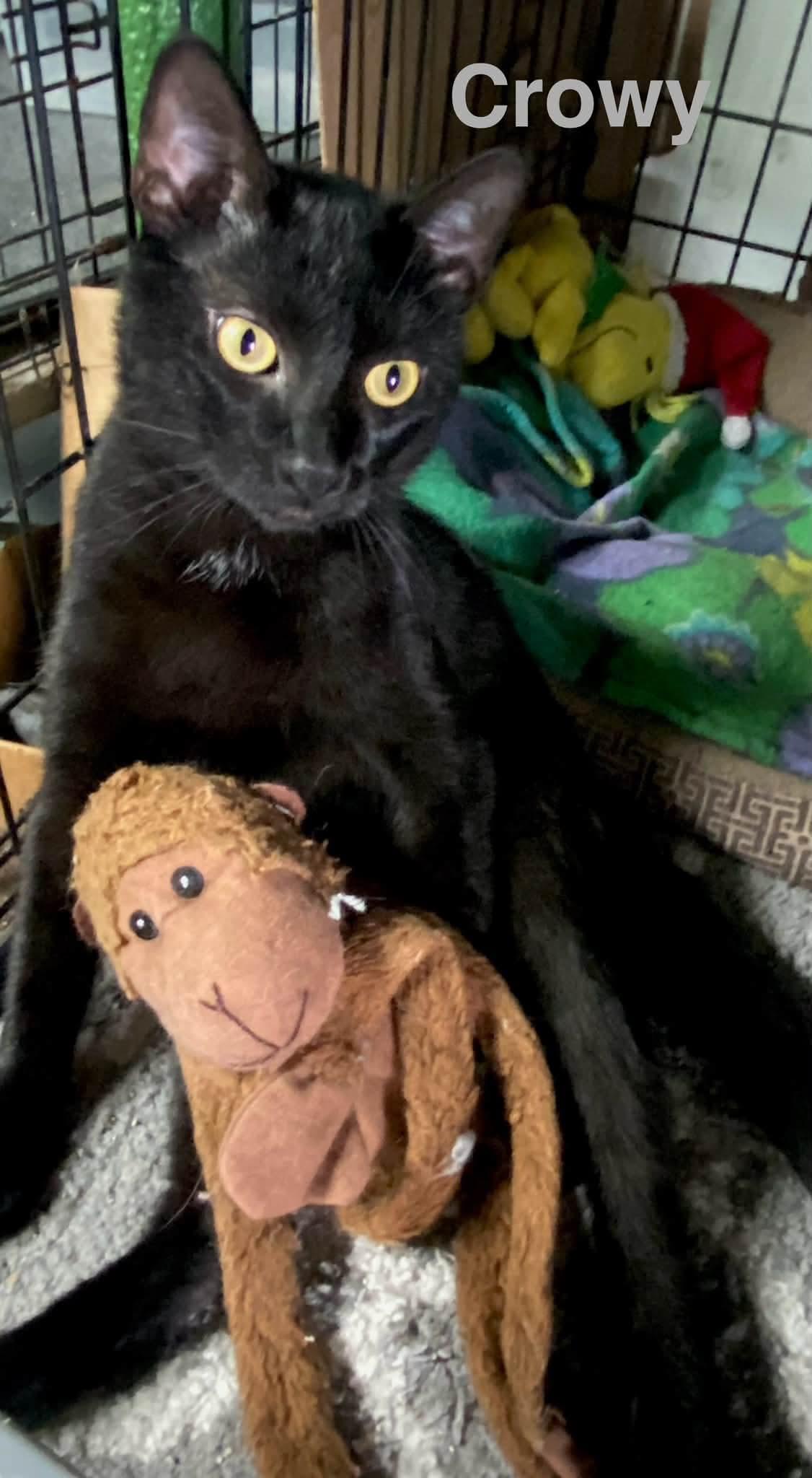 Crowy, a ADOPTABLE mixed breed in Brownsville, PA image 3/5
