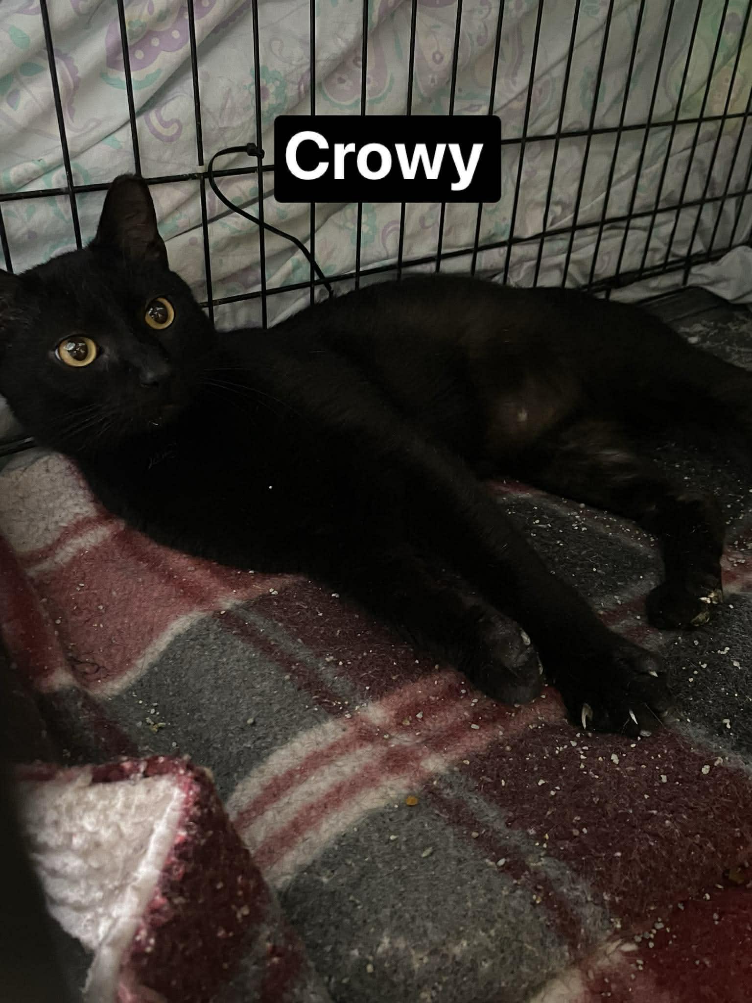 Enlarge Crowy, a ADOPTABLE mixed breed in Brownsville, PA image 2/3