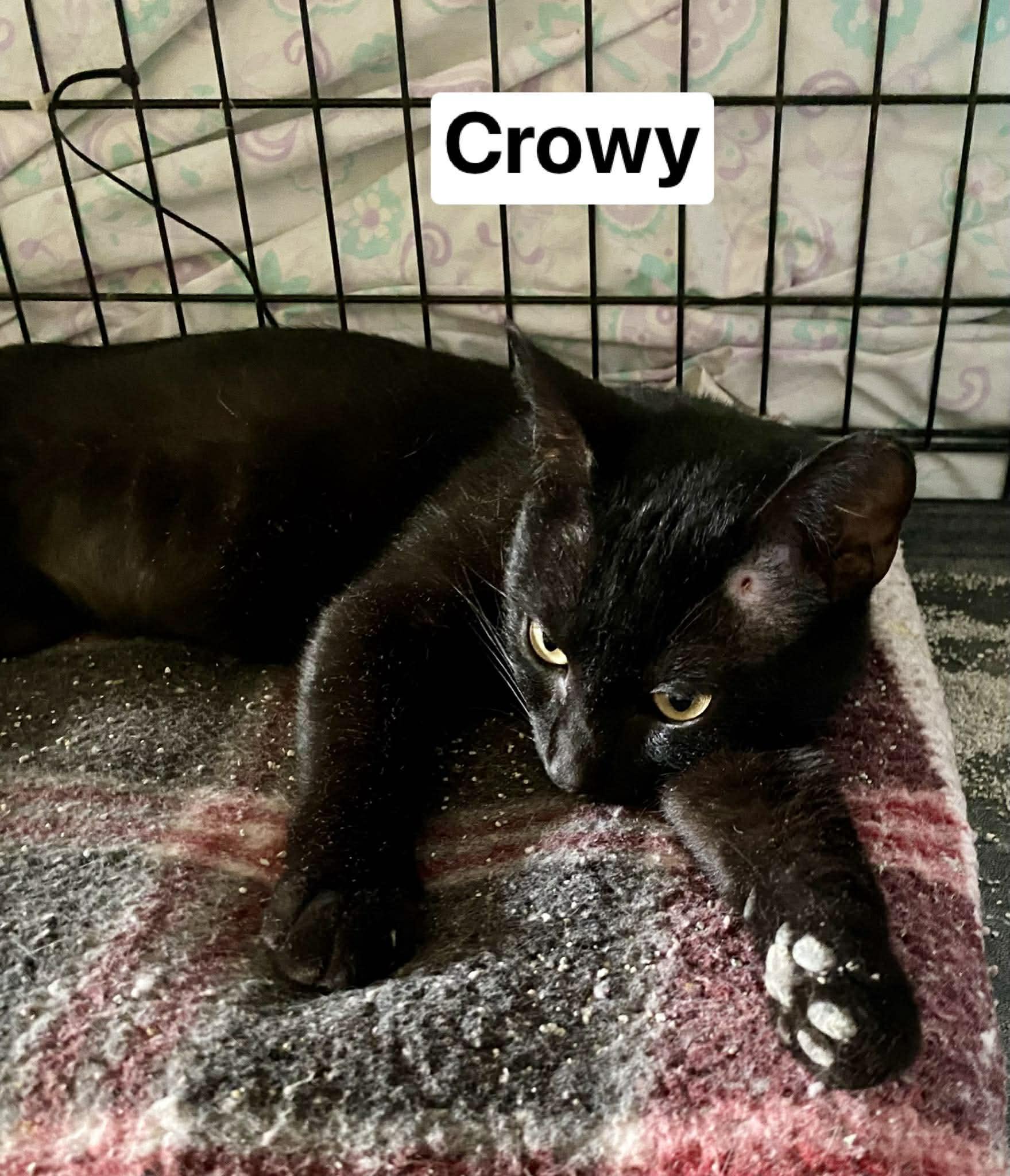 Enlarge Crowy, a ADOPTABLE mixed breed in Brownsville, PA image 1/3