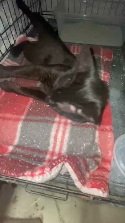 Enlarge Crowy, a ADOPTABLE mixed breed in Brownsville, PA video 3/3