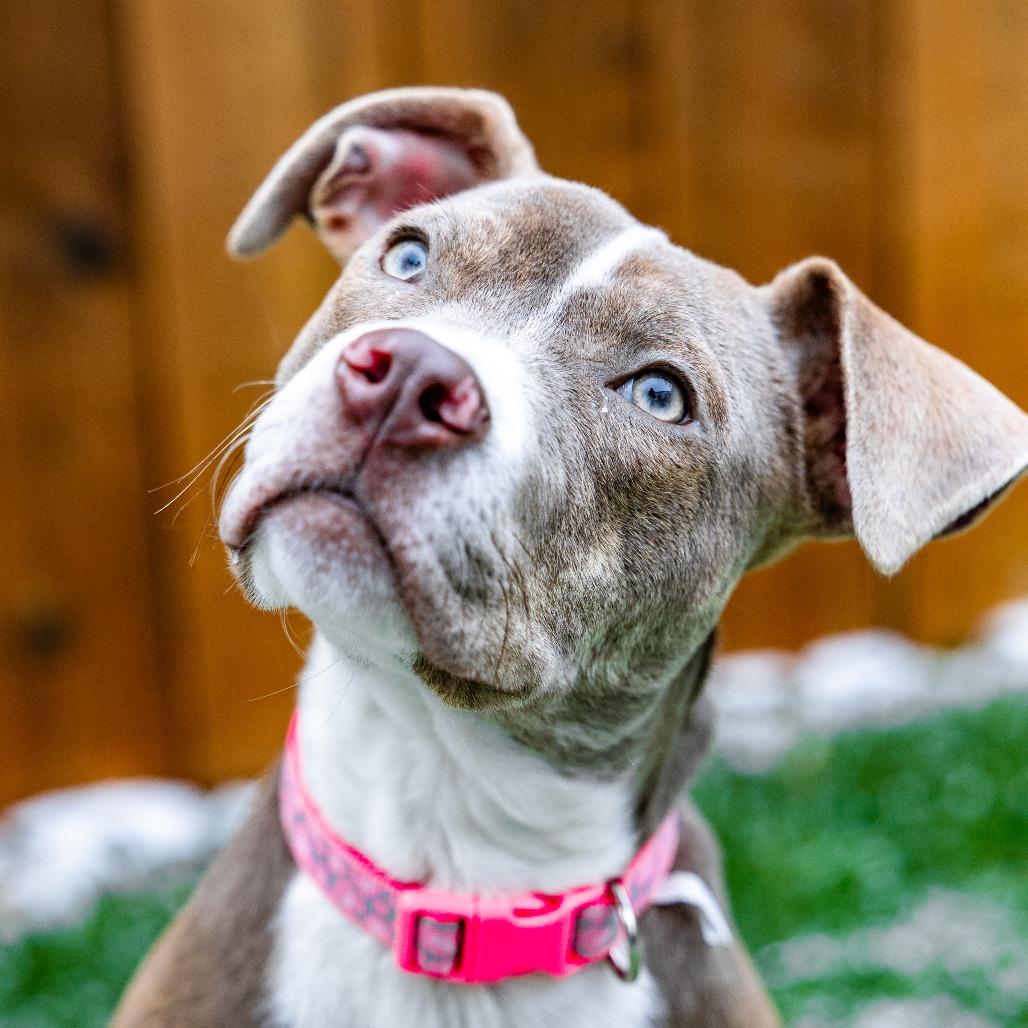 Maria, Adoptable, Puppy Female Pit Bull Terrier & Mixed Breed.