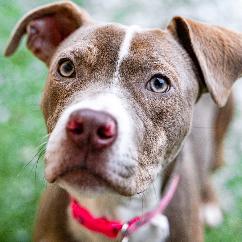 Enlarge Maria, a Adoptable mixed breed in Naperville, IL image 2/6