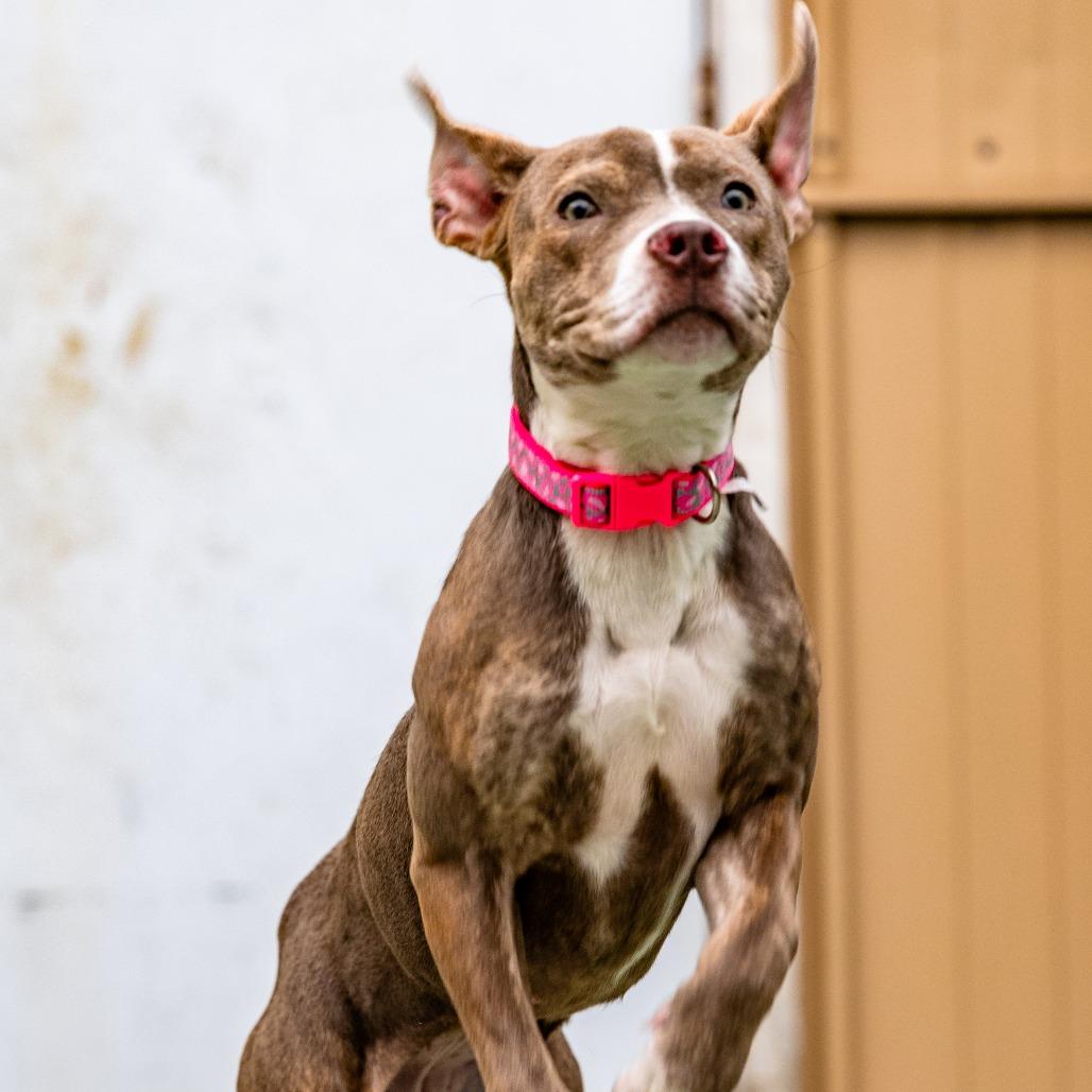 Enlarge Maria, a Adoptable mixed breed in Naperville, IL image 3/6