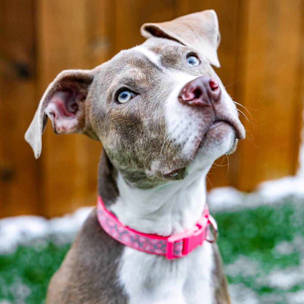 Enlarge Maria, a Adoptable mixed breed in Naperville, IL image 5/6