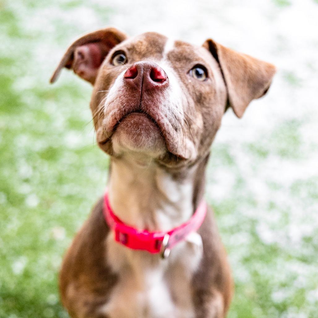 Enlarge Maria, a Adoptable mixed breed in Naperville, IL image 6/6