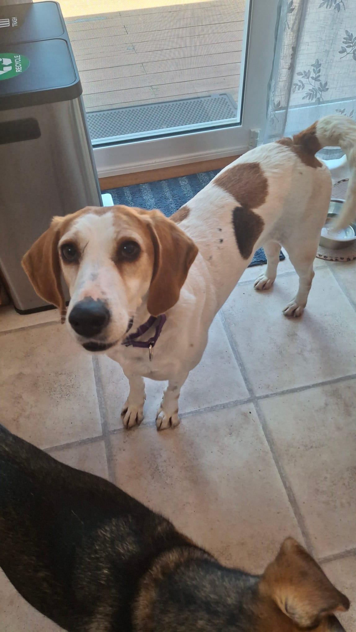 Enlarge Ruby, a Adoptable Hound in Smyrna, TN image 3/3