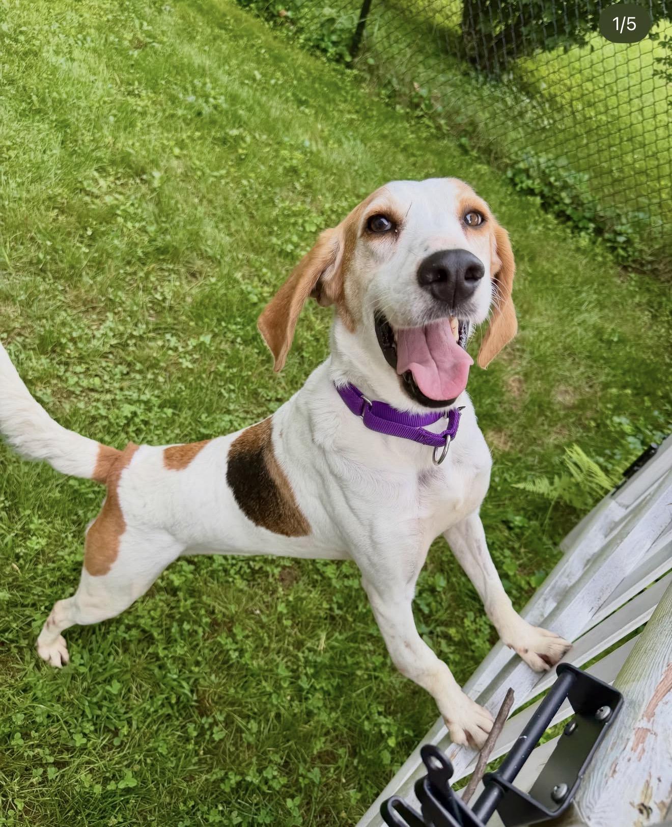 Enlarge Ruby, a Adoptable Hound in Smyrna, TN image 1/3