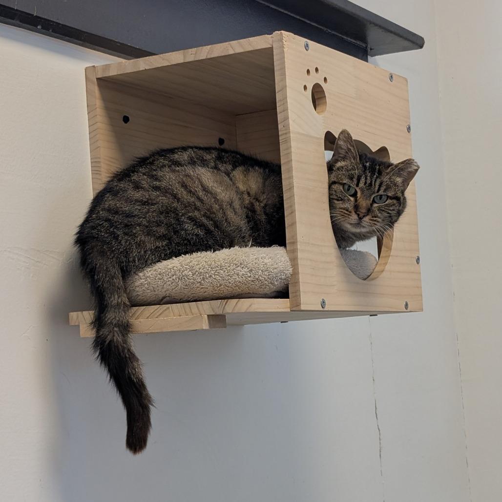 Twinkles, Adoptable, Senior Female Domestic Short Hair.