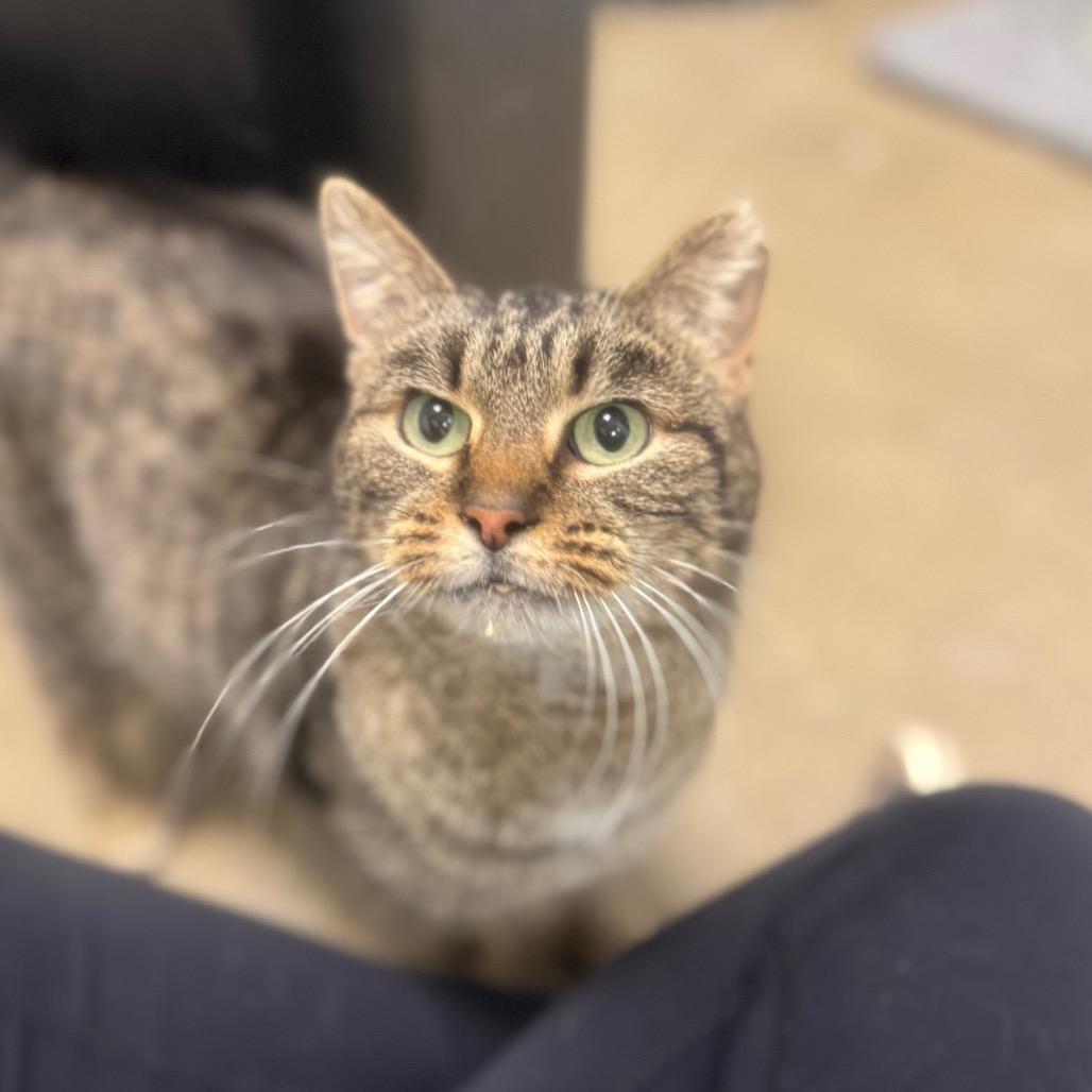 Enlarge Twinkles, a Adoptable Domestic Short Hair in York, PA image 2/5