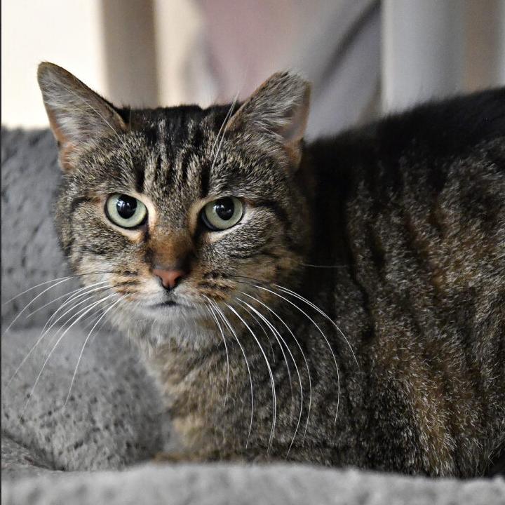 Enlarge Twinkles, a Adoptable Domestic Short Hair in York, PA image 3/5