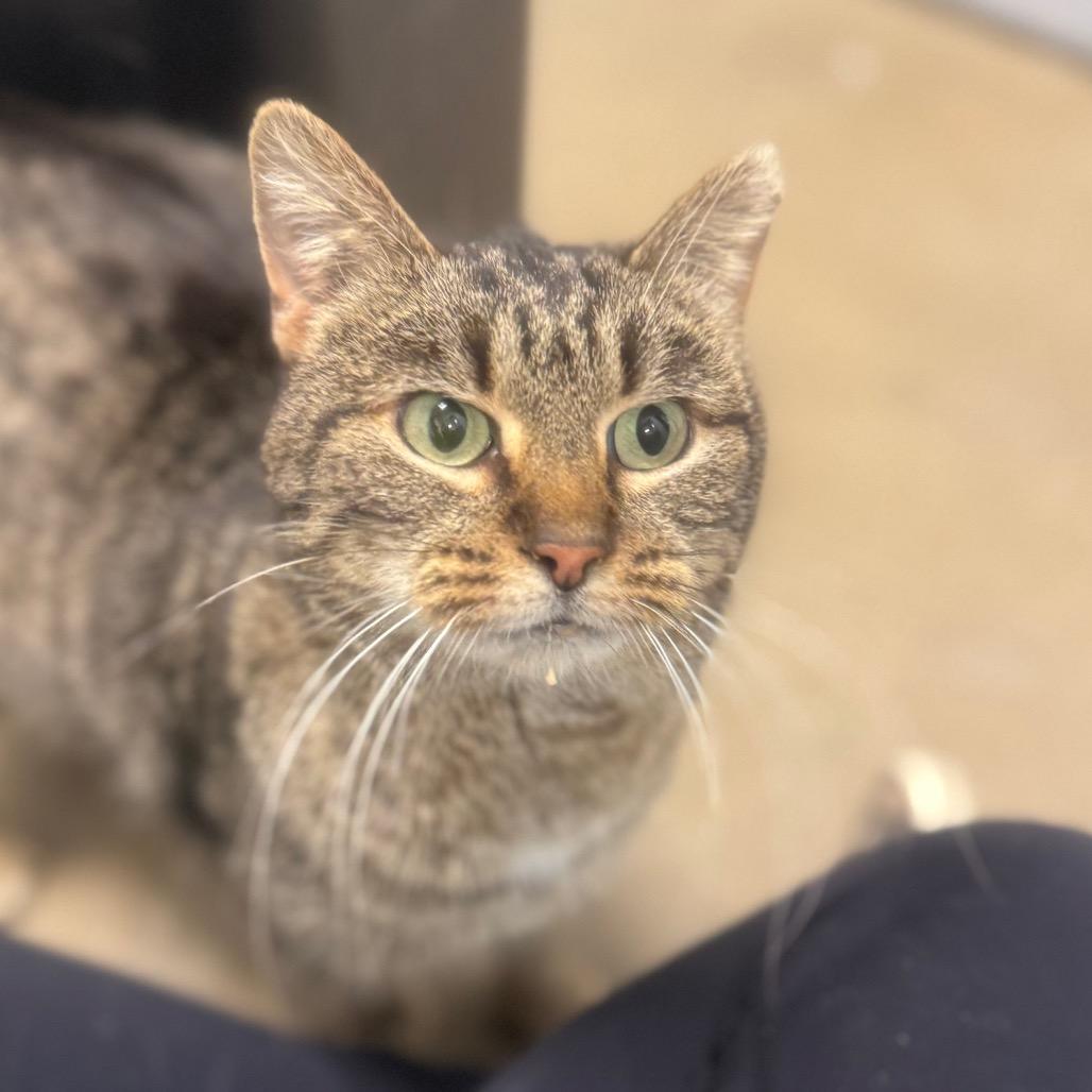 Enlarge Twinkles, a Adoptable Domestic Short Hair in York, PA image 4/5