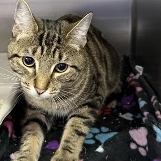 Arhur, Adoptable, Young Male Domestic Short Hair.
