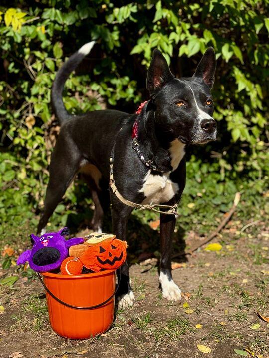 Delta, a Adoptable mixed breed in Indianapolis, IN image 1/5