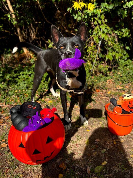 Delta, a Adoptable mixed breed in Indianapolis, IN image 2/5