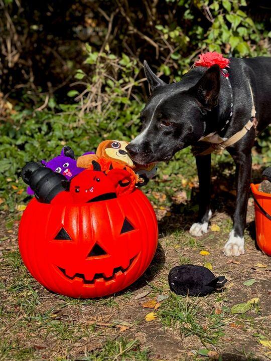 Delta, a Adoptable mixed breed in Indianapolis, IN image 3/5