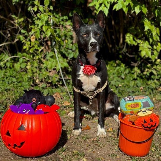 Delta, a Adoptable mixed breed in Indianapolis, IN image 4/5