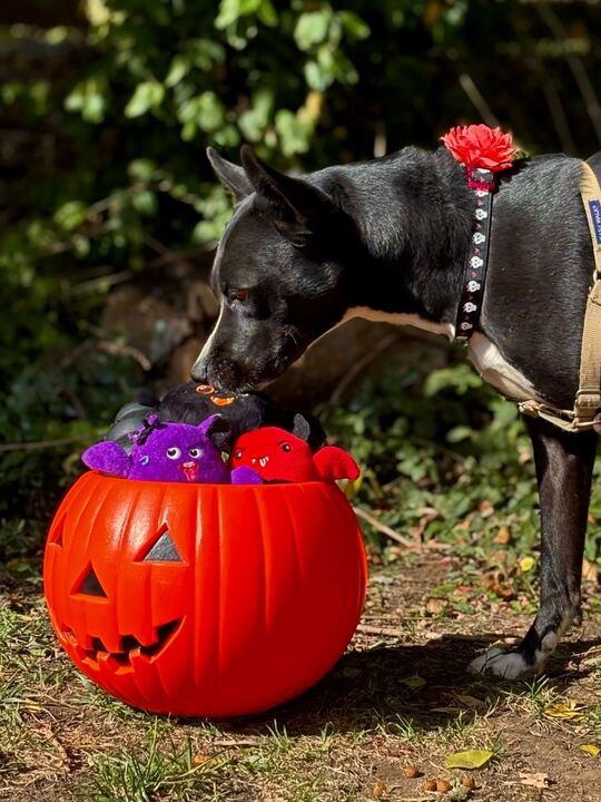 Delta, a Adoptable mixed breed in Indianapolis, IN image 5/5