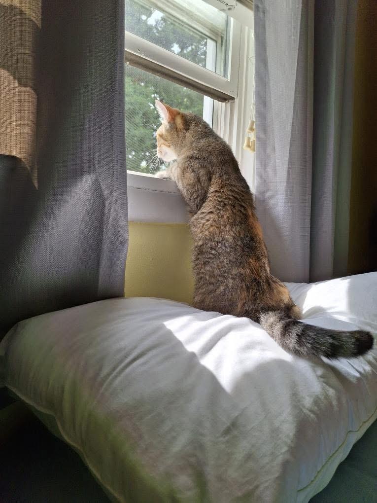 Harper, Adoptable, Adult Female Tabby.