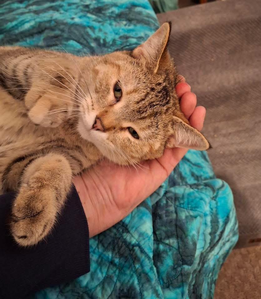 Harper, Adoptable, Adult Female Tabby.