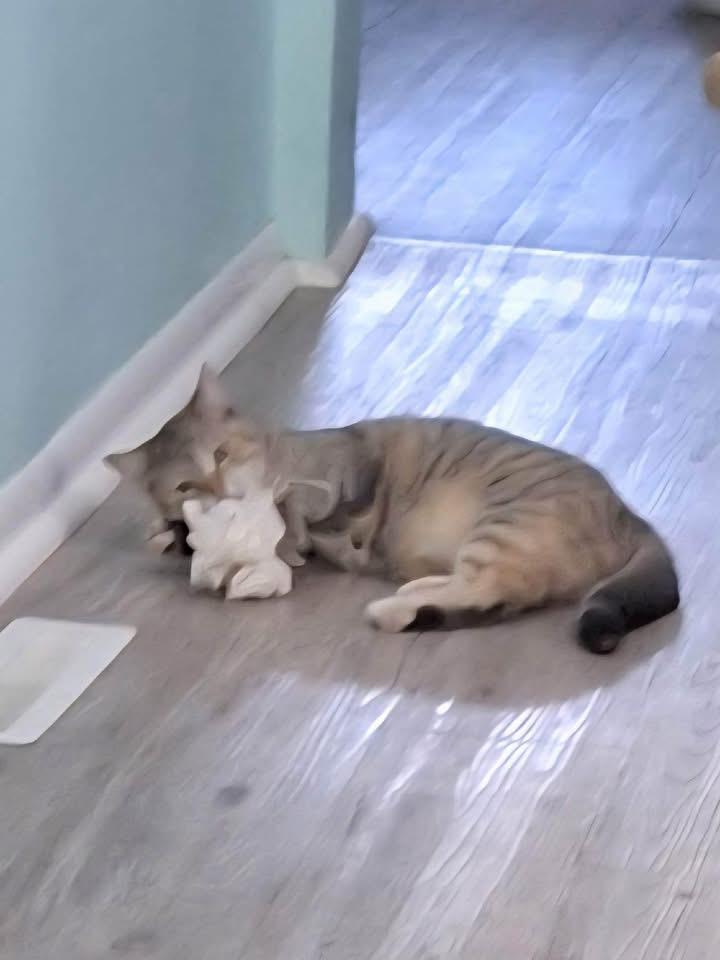 Harper, a Adoptable Tabby in Ludington, MI image 3/5