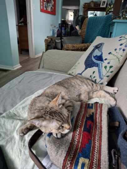 Harper, a Adoptable Tabby in Ludington, MI image 4/5