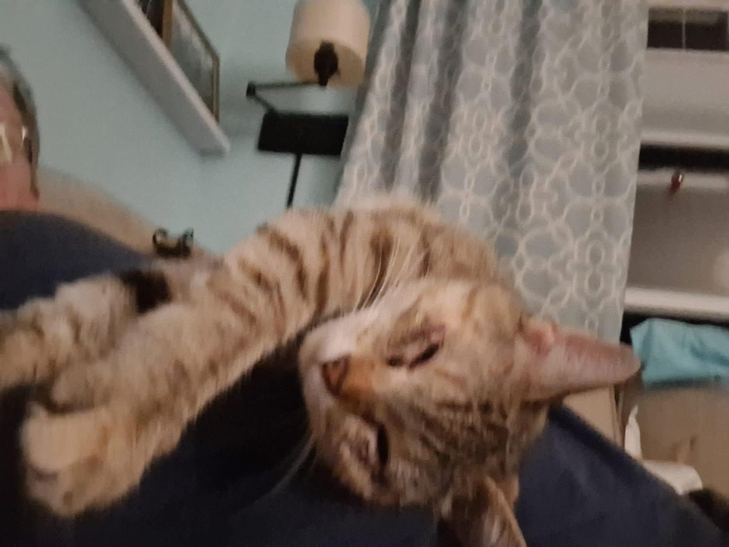 Harper, a Adoptable Tabby in Ludington, MI image 5/5