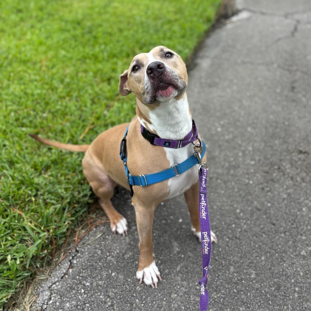 Betty Boo, a Adoptable Mixed Breed in Naples, FL image 1/4