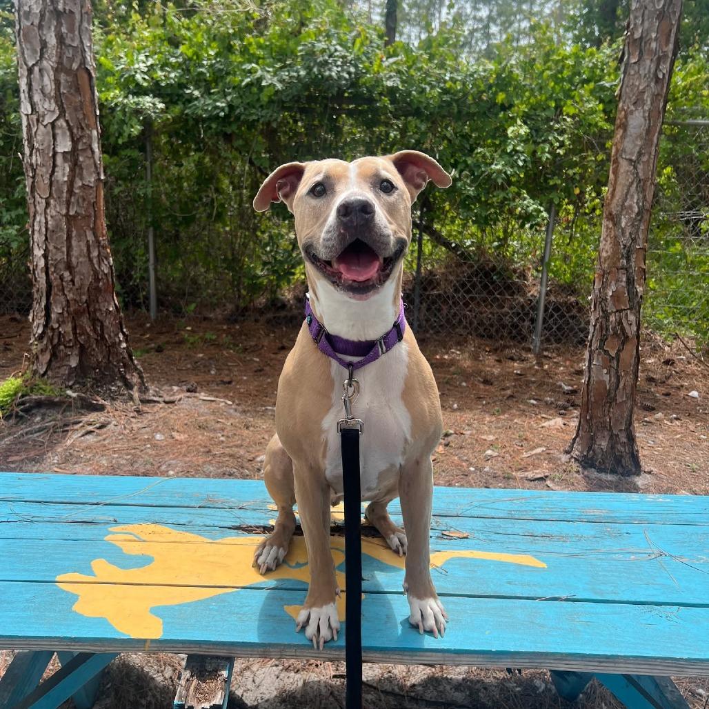 Betty Boo, a Adoptable Mixed Breed in Naples, FL image 2/4