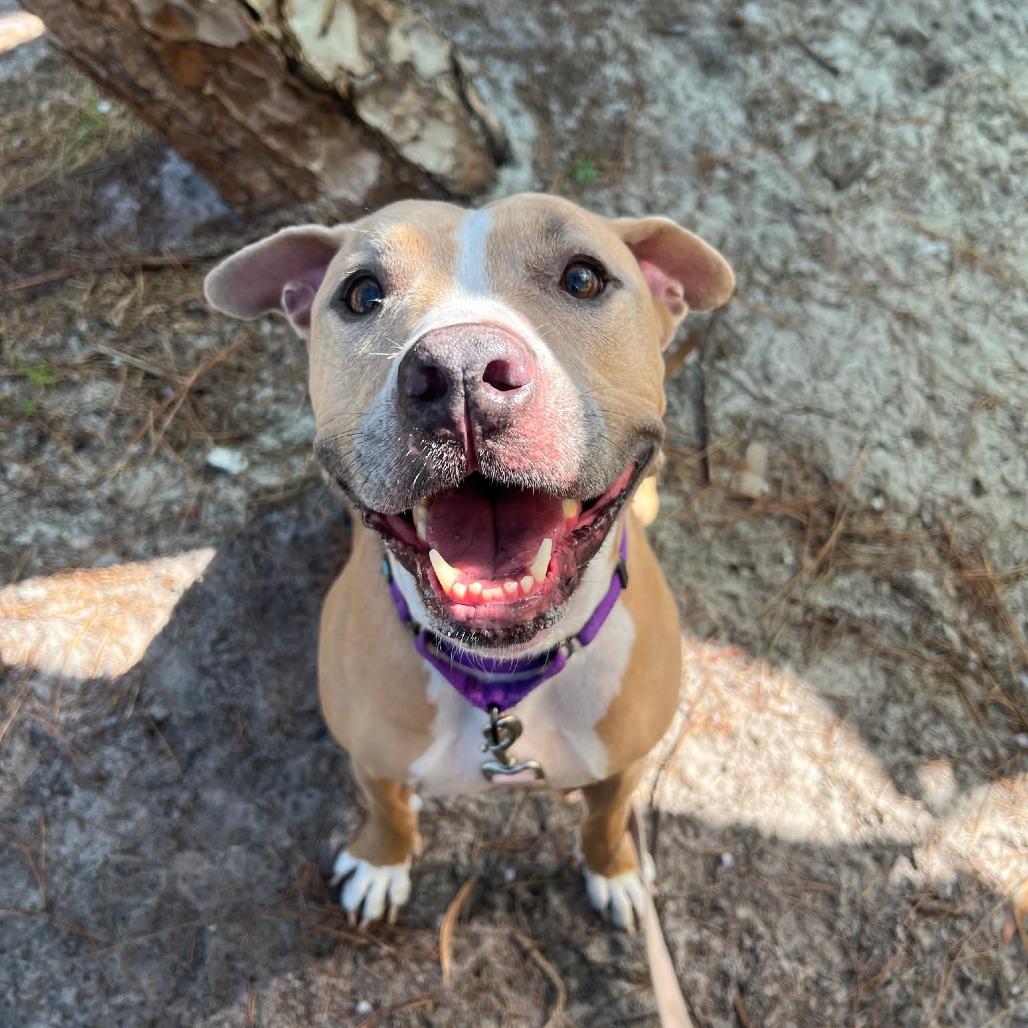 Betty Boo, a Adoptable Mixed Breed in Naples, FL image 3/4