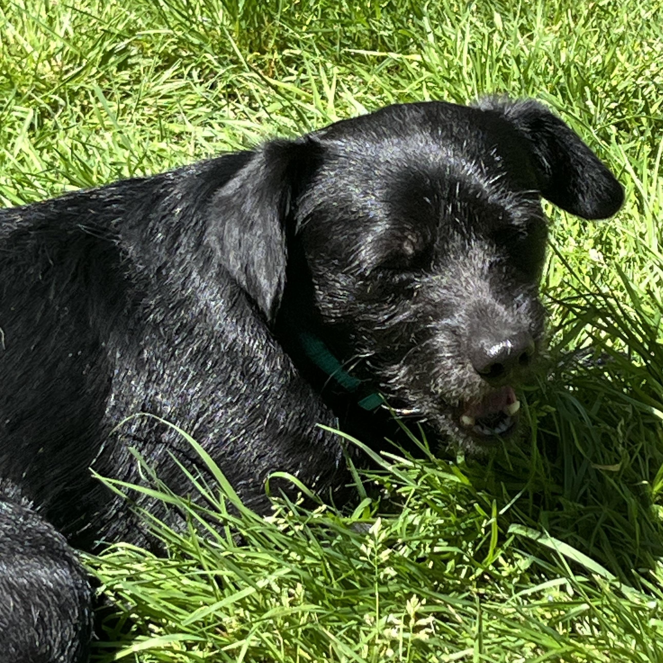 Enlarge Mr. Wonderful Mo, a Adoptable mixed breed in Ridgefield, WA image 5/6